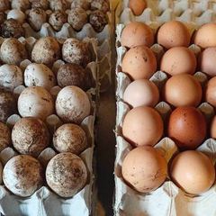 Chicken and Duck eggs