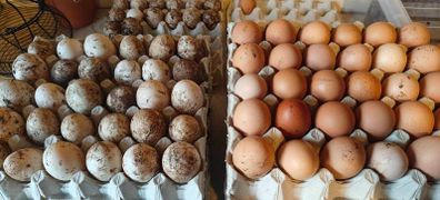 Chicken and Duck eggs