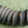 Antique Black Buck Horns 1800's Rare Horns Length 22" Image 8
