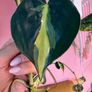 Rare houseplant Philodendron Cream Splash Image 7