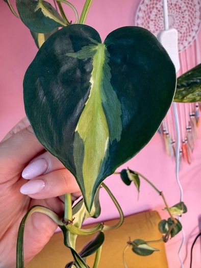 Rare houseplant Philodendron Cream Splash