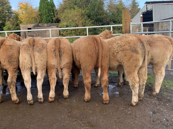 35 super 380kg charlaois heifers