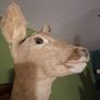 Deer taxidermy Image 6