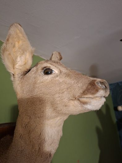 Deer taxidermy