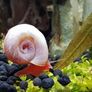 Aquarium plants Image 10