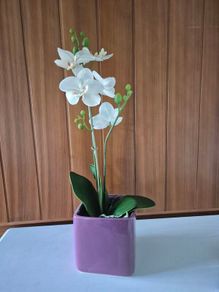 Silk Orchid