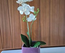 Silk Orchid