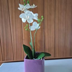 Silk Orchid