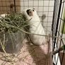 3 Guinea Pigs Image 6