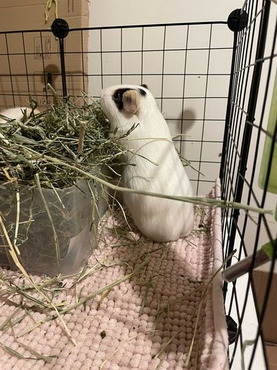 3 Guinea Pigs