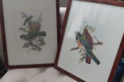 Antique lithograph prints hand painted by John Gould beautifully framed