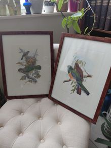 Antique lithograph prints hand painted by John Gould beautifully framed