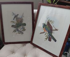 Antique lithograph prints hand painted by John Gould beautifully framed