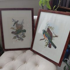 Antique lithograph prints hand painted by John Gould beautifully framed