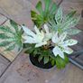 garden plants Image 2