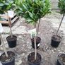 Bay Laurel Image 7