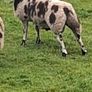 Rams SIS approved Image 3