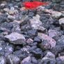 Fish Tank Shrimps Image 4
