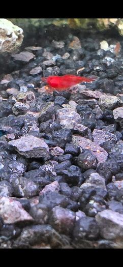 Fish Tank Shrimps
