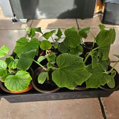 Organic cucumber plants