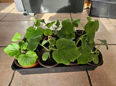 Organic cucumber plants
