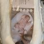 baby pod Image 2