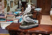 Pair of Vintage Taxidermy Gulls
