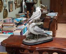 Pair of Vintage Taxidermy Gulls