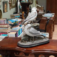 Pair of Vintage Taxidermy Gulls