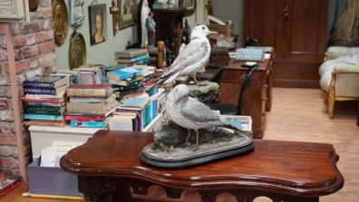 Pair of Vintage Taxidermy Gulls