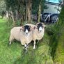 Swale hogget rams for sale Image 2