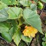 Trailing Begonia, Basket Plants Image 3