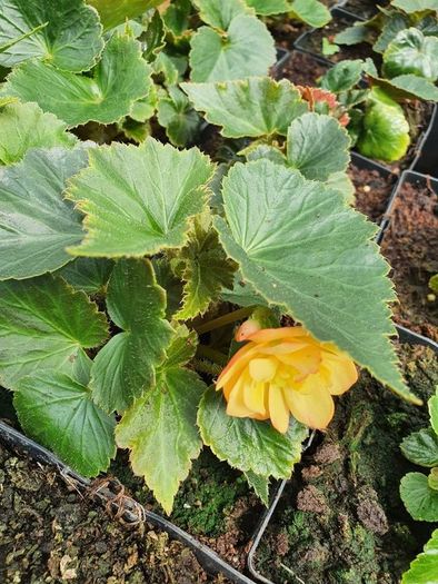 Trailing Begonia, Basket Plants