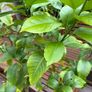 Established 150cm high fruit bearing lemon tree Image 9