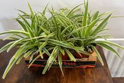 Bushy medium spider plant house plant