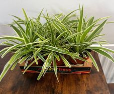 Bushy medium spider plant house plant