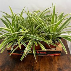 Bushy medium spider plant house plant