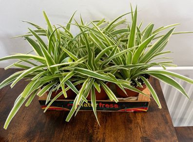 Bushy medium spider plant house plant