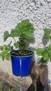 strawberries
