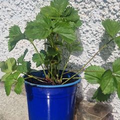strawberries