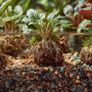 Kruger Meier ProNature Ball 15 - fertilizer balls with a biostimulant Image 7