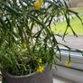Cactus for sale -Hatiora salicornioides Britton & Rose Image 2