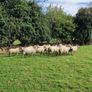 Ewes Image 2