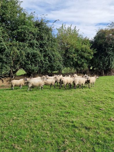 Ewes