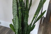 Plant