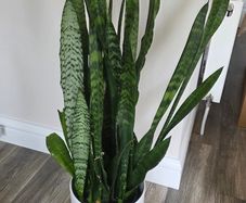Plant