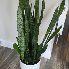 Plant