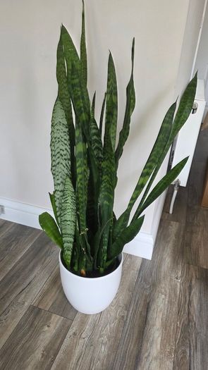 Plant
