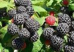 Black Jewel Raspberry 2l pot available in September 2024