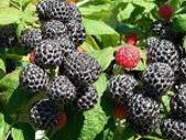 Black Jewel Raspberry 2l pot available in September 2024